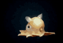 Dumbo Octopus Grimpoteuthis GIF - Dumbo Octopus Grimpoteuthis GIFs