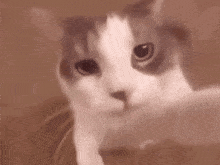 a close up of a cat 's face with a brown background looking at the camera .