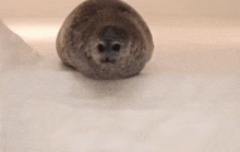 a seal is laying on top of a white surface .