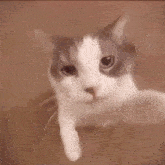 Meng Cat GIF