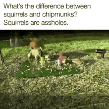 Funny Animals Squirrels Are Assholes GIF