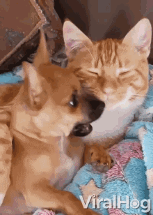 Chihuahua And Cat Chihuahua Licks Cats Face GIF - Chihuahua And Cat Chihuahua Licks Cats Face Embrace GIFs