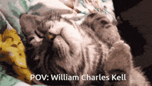 William Charles Kell Cat GIF
