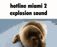 hotline miami sad seal seal bruhmoment explosion
