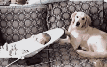 Dogs Babysitter GIF - Dogs Babysitter Pets GIFs