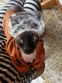 Cat In Hat Zesty GIF