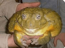 Chunky Boi Frog GIF