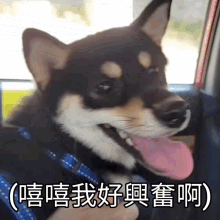 Roxie Dog GIF - Roxie Dog Shiba GIFs