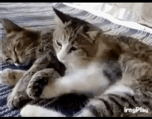 Cat Pillow GIF - Cat Pillow Sleep GIFs