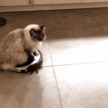 rani cat luxembourg cleaning hoover