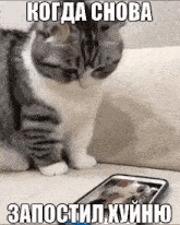a cat is looking at a cell phone with a meme in russian