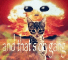 a cat is standing in front of an explosion with the words and that 's on gang written below it