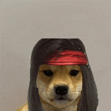 a dog wearing a wig and a bandana looks at the camera