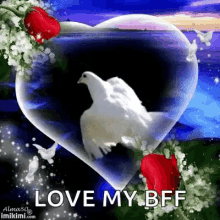 Dove Love GIF - Dove Love GIFs