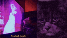 a picture of a cat next to a picture of a cat with the words you look lonely