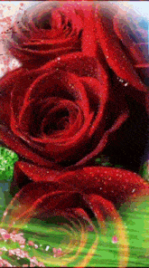 a bunch of red roses with water drops on them on a green background