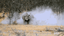 Chasing Witness A Rhino Rumble GIF