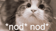 Cat Nod GIF - Cat Nod GIFs