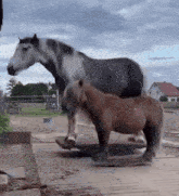 a horse and a pony are standing next to each other on a wooden platform