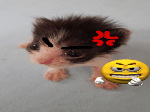 Angry Cat GIF - Angry Cat Meme - Discover & Share GIFs