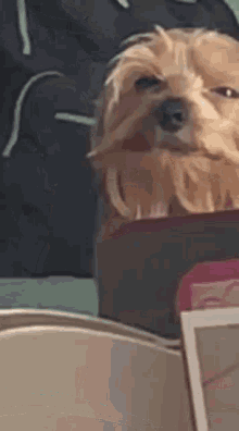 Fred Gif Fred Discover Share Gifs