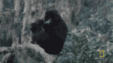 Eating Gaining The Trust Of The Gorillas GIF - Eating Gaining The Trust Of The Gorillas World Gorilla Day GIFs