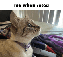a cat wearing a purple collar with the words me when cocoa on the bottom