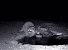 a black and white photo of a raccoon crawling out of a hole in the ground at night .