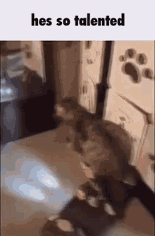Therewillbebloodshed Hoverboard GIF - Therewillbebloodshed Hoverboard Cat GIFs