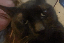 a close up of a cat 's face with a person 's face in the background