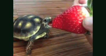 turtle eating gif