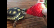 turtle turtle eats strawberry strawberry cute awe