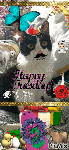 Happy Tuesday Cat GIF - Happy Tuesday Cat Cute GIFs