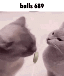 a couple of cats looking at each other with the words `` balls 689 '' written above them .