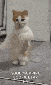a white and orange cat is standing on its hind legs and dancing .