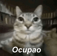 MeMiau / Memes, Gifs, Vídeos e Virais de Gatos e Gatinhos - 🐈O Gato Teve  Que Ir ao Massagista!🙀 ⤵⤵⤵  . ➡  INSCREVA-SE EM NOSSO CANAL Memiau, Gatos e Gatinhos 👉🔔❕