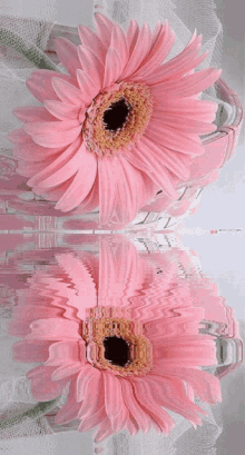 pink flower7 pink garbera pink sweet