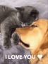I Love You I Love You Too GIF - I Love You I Love You Too Cat And Dog GIFs