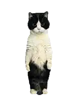 a black and white cat is standing on its hind legs with its arms outstretched .
