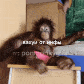 Pon Monkey GIF - Pon Monkey пон GIFs