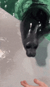 a seal is being touched by a person 's hand