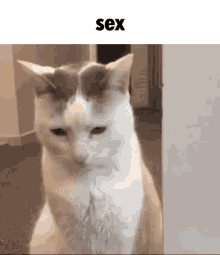 a cat is sitting in front of a wall with the word sex below it