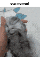 a cat is being held in someone 's hand with the words uca moment above it