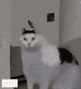 Cat Naur GIF - Cat Naur GIFs