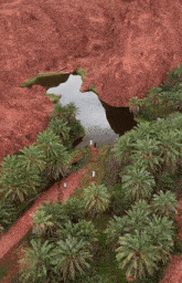an aerial view of palm trees and a river
