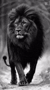 a black and white photo of a lion walking down a dirt path