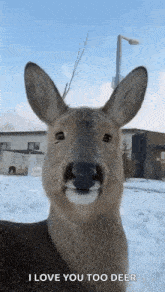 a deer is smiling and looking at the camera in the snow .