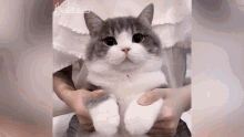 What The Cat Doing GIF - What The Cat Doing GIFs