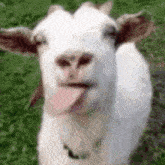 Marvinpeersman Goat GIF