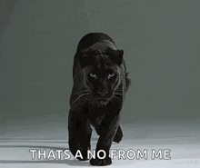 Panther Panthers GIF - Panther Panthers Black Panther GIFs